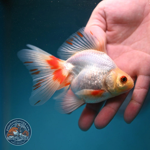 Live fancy goldfish red - live,