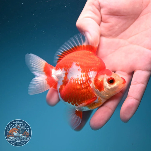 Live fancy goldfish red - goldfish, white