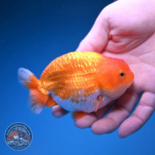 Live fancy goldfish red white - fancy,