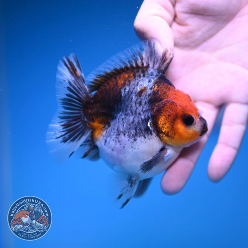 Live fancy goldfish red head - live,