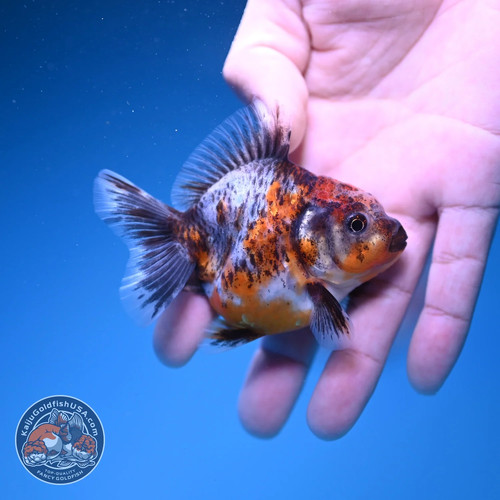 Live fancy goldfish - -, baby