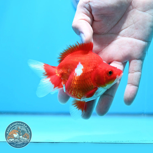Live fancy goldfish red - live,