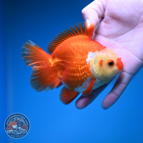 Live fancy goldfish - goldfish, white