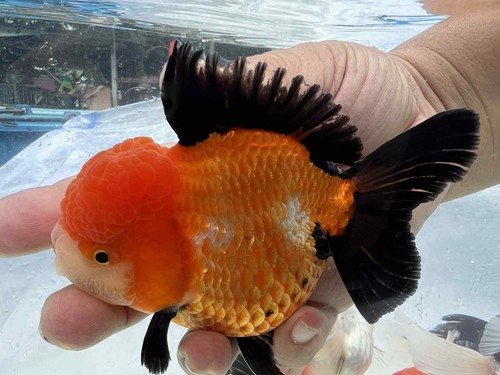 Fancy thai goldfish panda - goldfish,