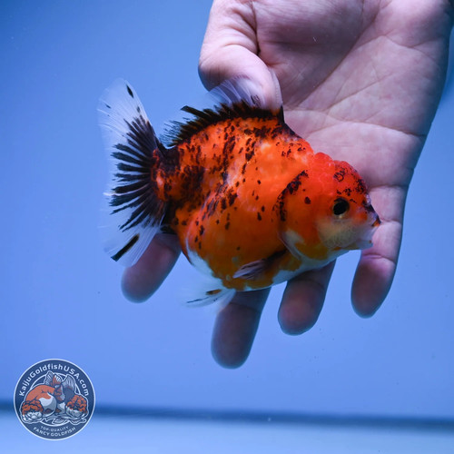 Live fancy goldfish tiger - fancy,