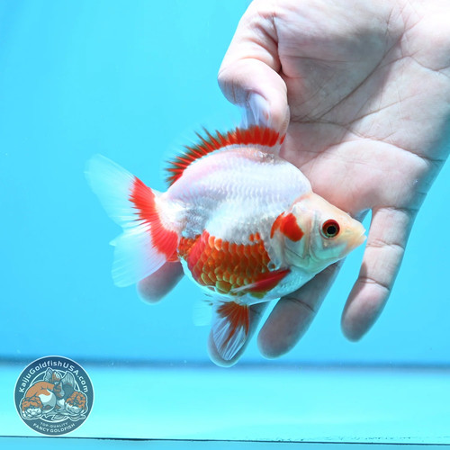 Live fancy goldfish - -, red