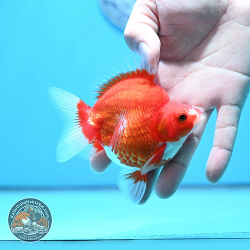Live fancy goldfish red - fancy,