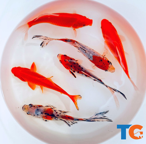 Goldfish pond pack for - goldfish, sale