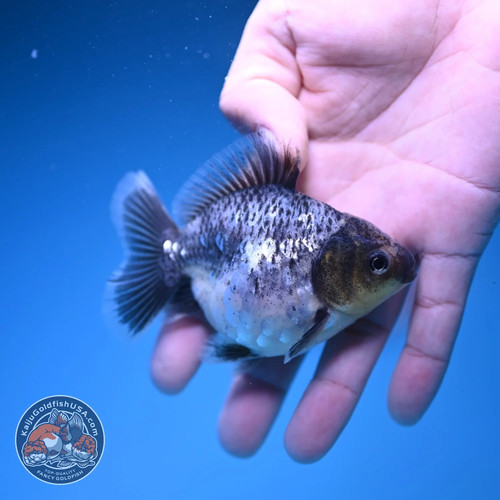 Live fancy goldfish - live,