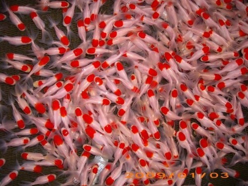 Pack red cap fantail - red,